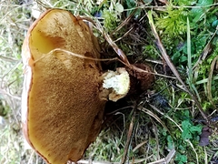 Suillus luteus