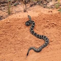 Crotalus adamanteus