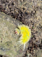 Lophocampa annulosa