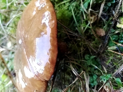 Suillus luteus