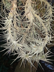 Anoplophytum