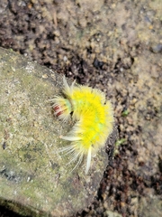 Lophocampa annulosa