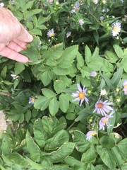 Angelica atropurpurea