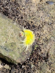 Lophocampa annulosa