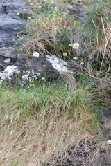 Allium ericetorum