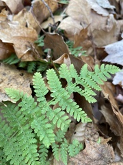 Dryopteris intermedia