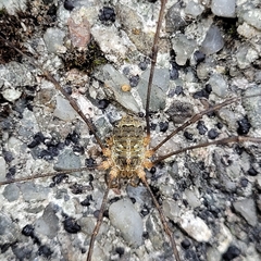 Lacinius dentiger