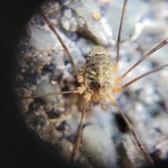 Lacinius dentiger