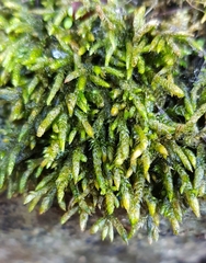 Cirriphyllum crassinervium