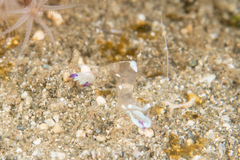 Ancylomenes magnificus