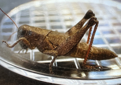 Melanoplus scudderi