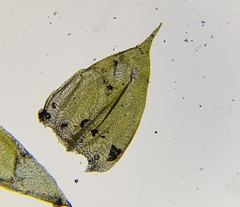 Cirriphyllum crassinervium