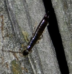 Euborellia annulipes