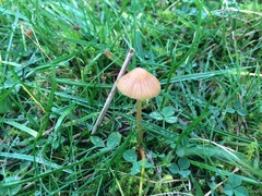 Galerina semilanceata