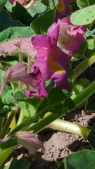 Proboscidea parviflora