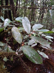 Calycorectes grandifolius