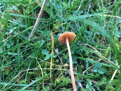 Galerina semilanceata