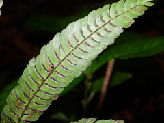 Adiantum pulverulentum