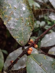 Calycorectes grandifolius