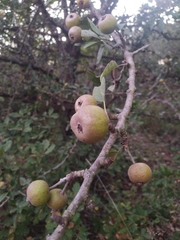 Pyrus spinosa