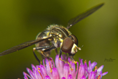 Toxomerus occidentalis