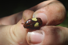 Pedinorrhina trivittata