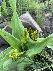 Hypoxis colchicifolia