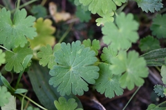 Geranium rotundifolium
