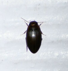 Copelatus chevrolati