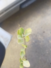 Helichrysum lanceolatum