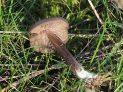 Entoloma sericeum