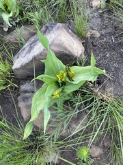 Hypoxis colchicifolia