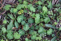 Geranium rotundifolium