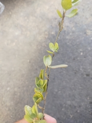 Helichrysum lanceolatum