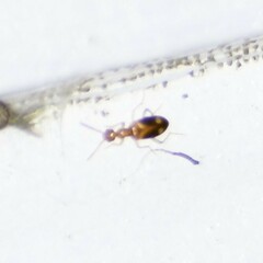 Stricticomus tobias