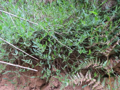 Psoralea asarina