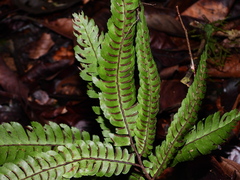 Adiantum pulverulentum