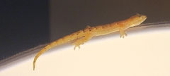 Lepidodactylus lugubris