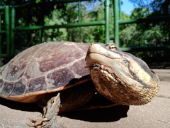 Phrynops geoffroanus