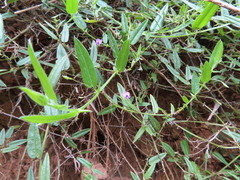 Psoralea asarina