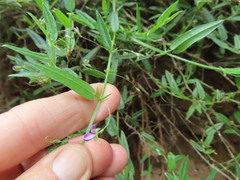 Psoralea asarina