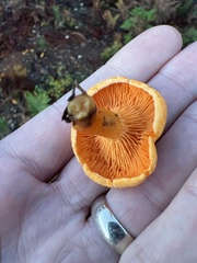 Hygrophoropsis aurantiaca