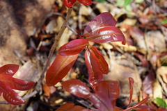 Ochna pulchra