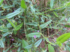 Psoralea asarina