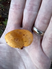 Hygrophoropsis aurantiaca