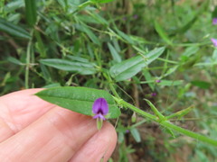 Psoralea asarina
