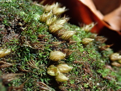 Diphyscium foliosum