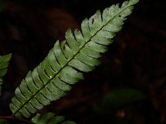 Adiantum pulverulentum