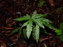 Adiantum pulverulentum