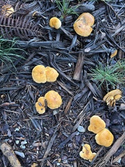 Hygrophoropsis aurantiaca